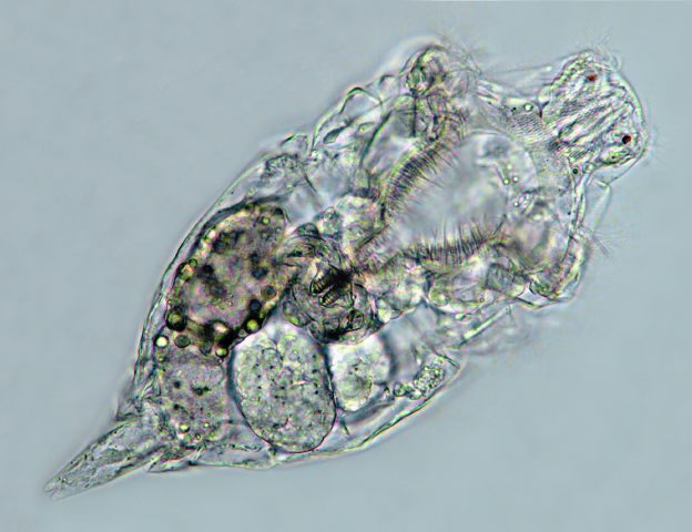 Leben im Teich das NasenRädertier Rhinoglena frontalis (Rotatoria